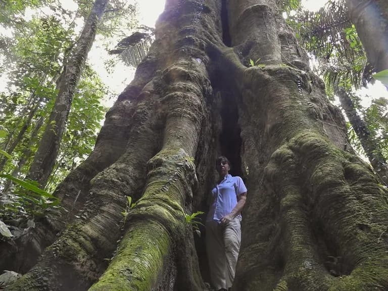 Amazon Rain Forest 6c232d399e3b