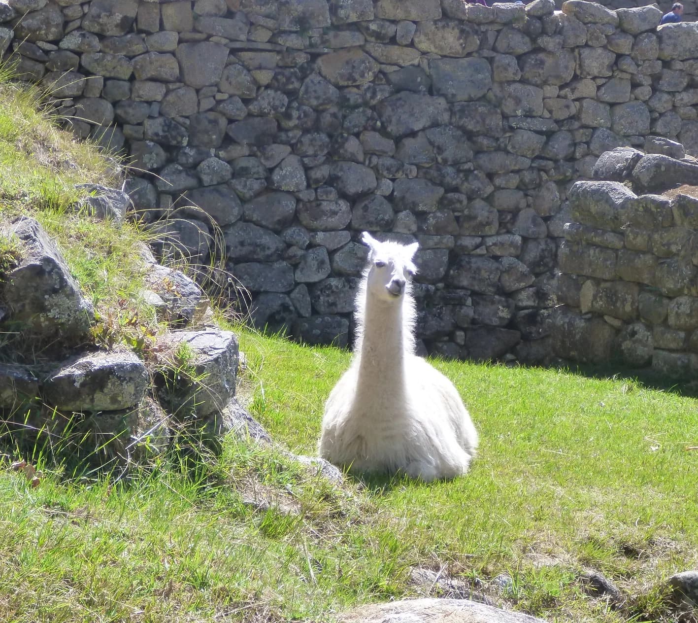 Machu 20picchu 20llama D1468094e496