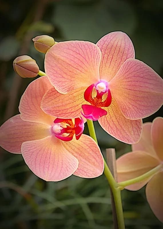 Orchid Ecbdac9c7ca7