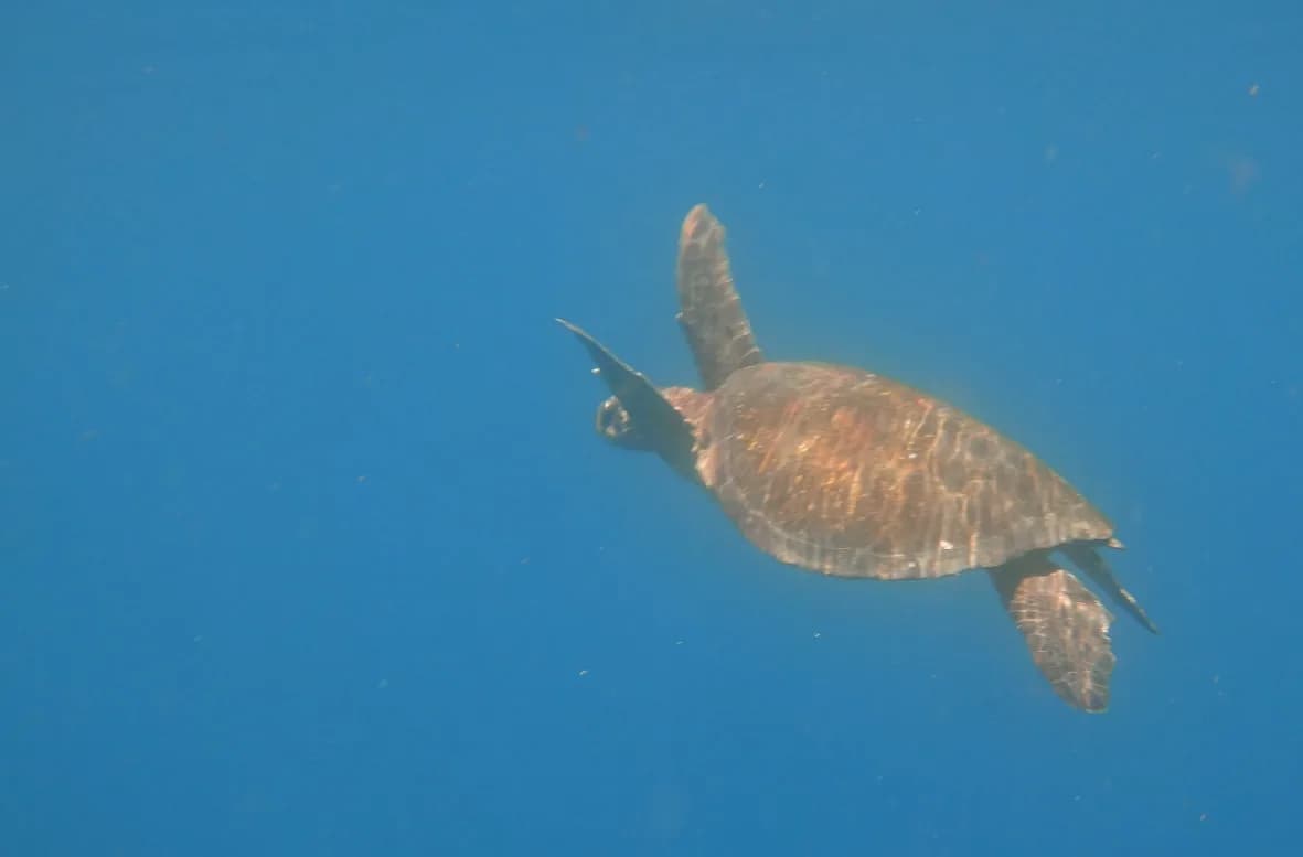 Galapagos underwater-tortoise