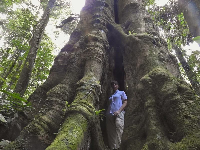 Amazon Rain Forest 6c232d399e3b