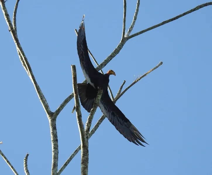 Amazon Turkey Vulture Drying Wings 61237007f36a