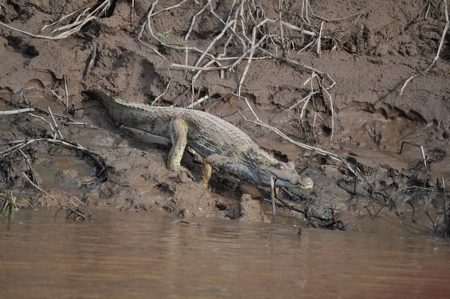 Peru Amazon jungle caiman