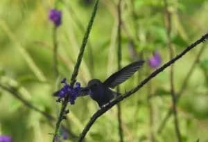 Bambu 20lodge 20hummingbird 7f12ffd8 F1c036dc67f5