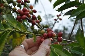 Bolivia 20plucking 20coffee 20bean 9b50aa4b C2baa7434a09