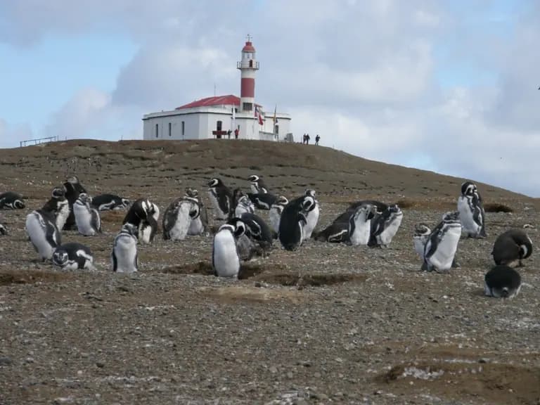 Chile - Magdalena Island-penguin-colony