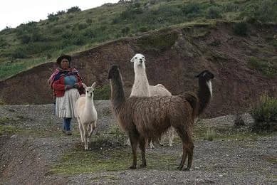 Cusco 20woman 20with 20llamas 02e0344042a0
