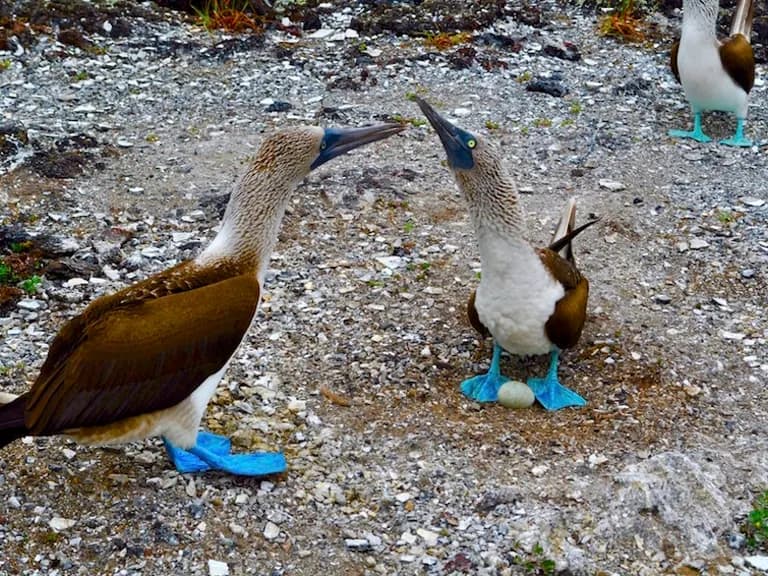 Edited Blue Footed Boobies 13a8eafbdd91