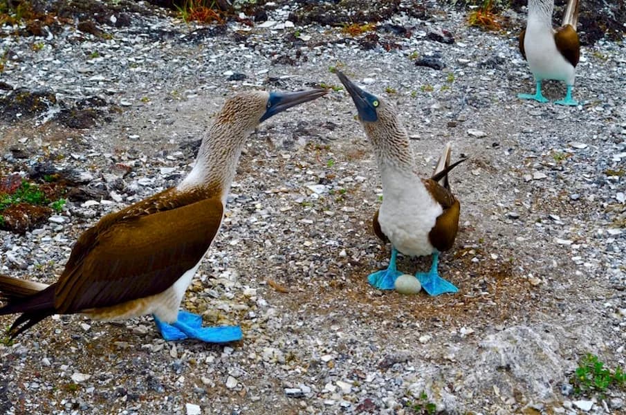 Edited Blue Footed Boobies 13a8eafbdd91