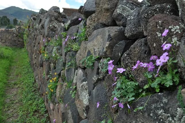 Flowered 20wall 20at 20raqchi 20ruins Ee9ef5351959