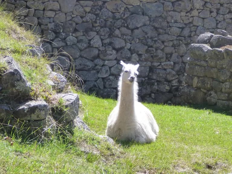 Machu 20picchu 20llama D1468094e496