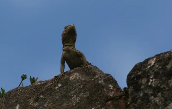 Machu 20picchu 20wildlife F87fb7169781
