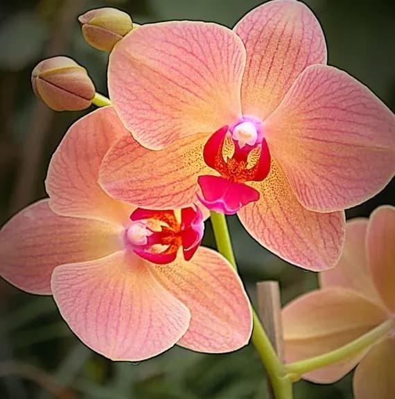 Orchid Ecbdac9c7ca7