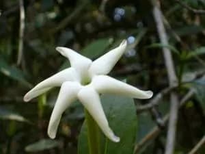 Peru 20plants 208 1b29a075 D8402c146aa2
