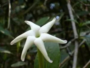 Peru 20plants 208 1b29a075 D8402c146aa2