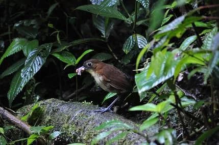 Quito 20bird 20res 20giant 20antpitta 20yellow F4c1e1c772b3