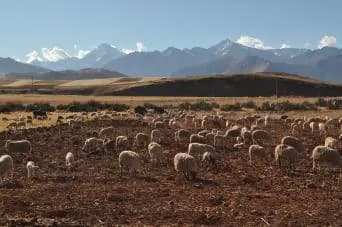 Sacred 20valley 20sheep B5edafb7 0f81234ab4e0