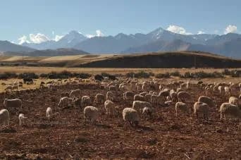 Sacred 20valley 20sheep B5edafb7 0f81234ab4e0