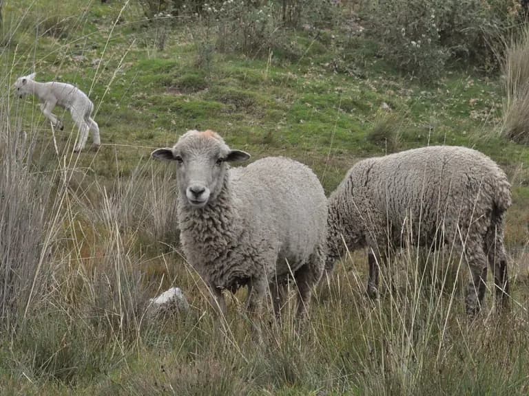 Sacred Valley Sheep 284bd039e5e7