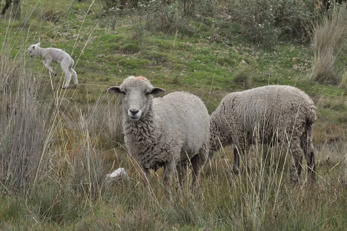 Sacred Valley Sheep 284bd039e5e7