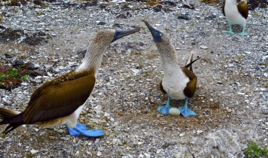 Changes Affecting Travelers to Galapagos Islands