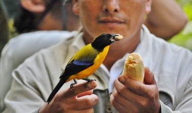 Ecuador Birdwatching and More