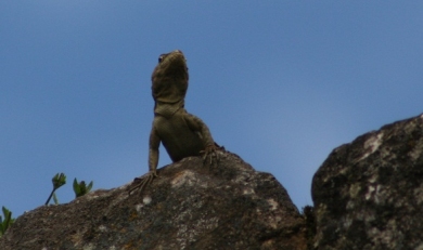 Machu Picchu for Nature Lovers